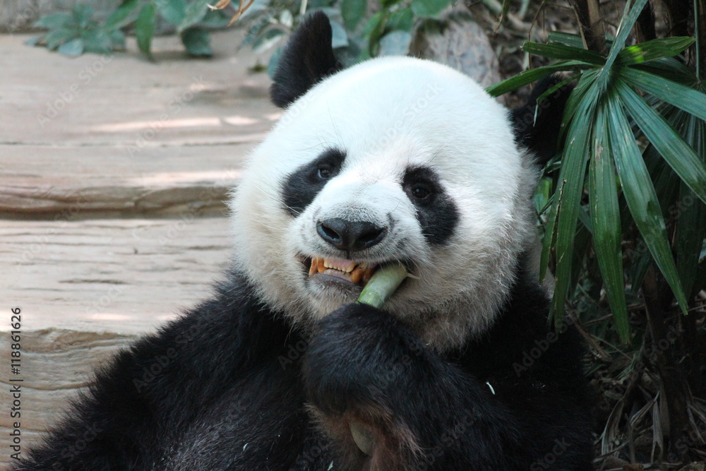 Fototapeta premium Panda in Thailand