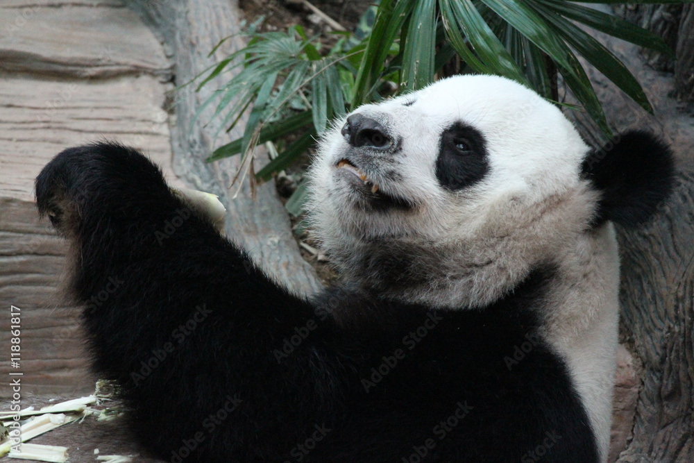 Obraz premium Panda in Thailand