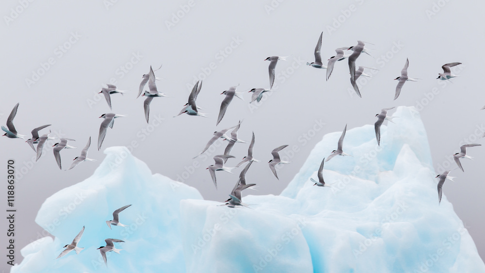 Fototapeta premium Birdlife in Jokulsarlon, a large glacial lake in Iceland