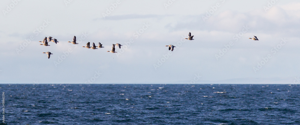 Flock of geese Anser albifrons flying over the Atlantic ocea