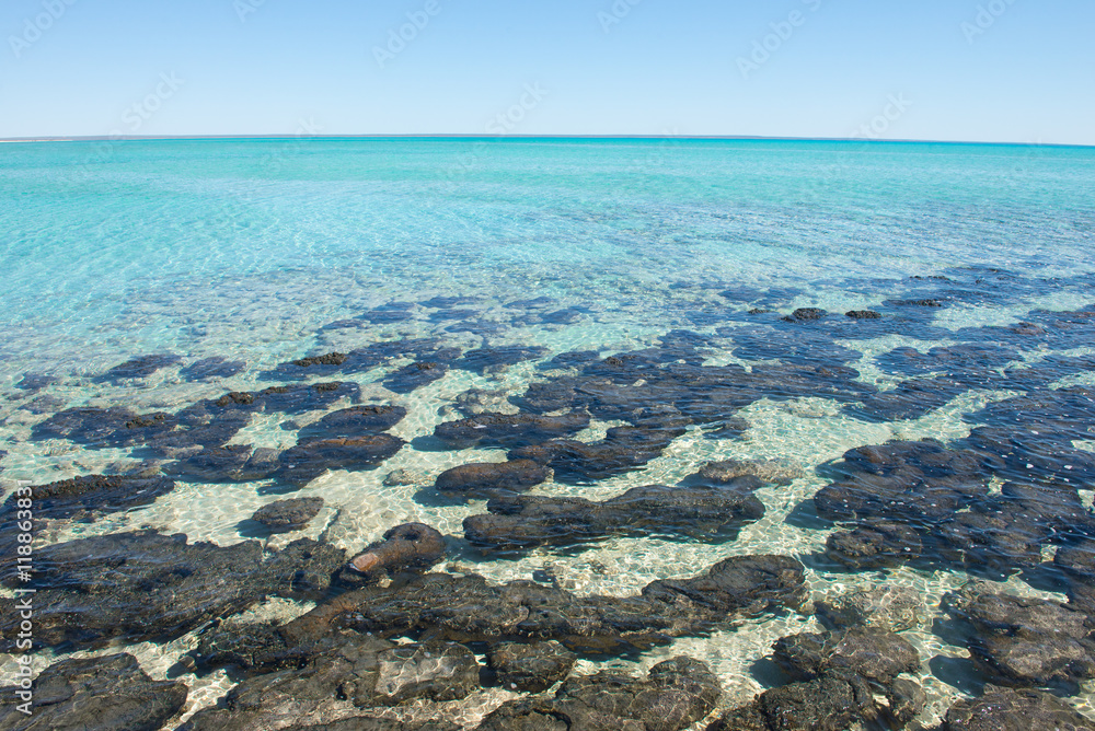Panorama Stromatolites Shark Bay Western Australia