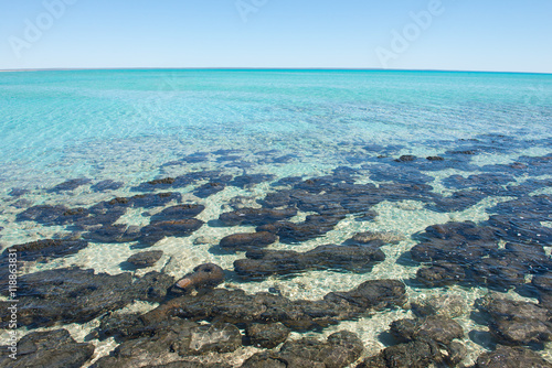 Panorama Stromatolites Shark Bay Western Australia