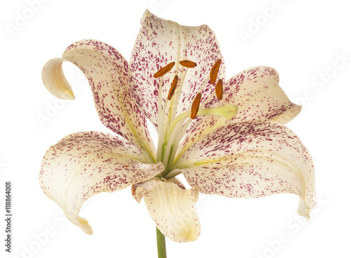 Fototapeta Naklejka Na Ścianę i Meble -  lily