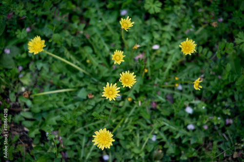 Melampodium divaricatum or Little yellow star Flower