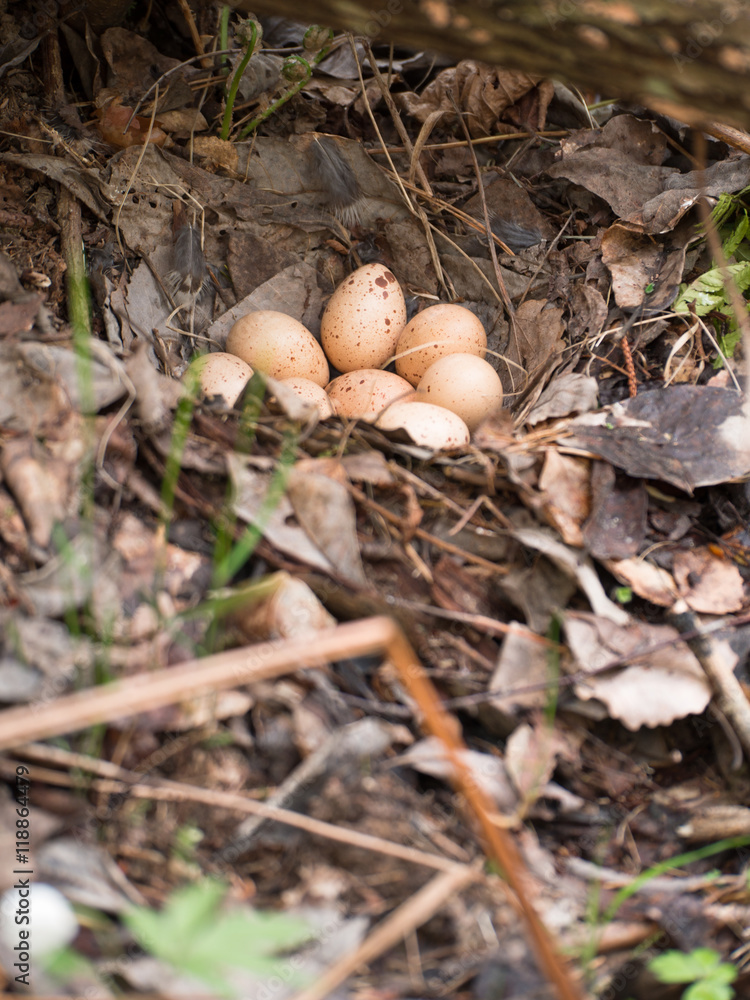 Wild bird eggs lie in a nest on a background of dry leaves and grass Wild bird eggs lie in a nest on a background of dry leaves and grass