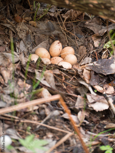 Wild bird eggs lie in a nest on a background of dry leaves and grass