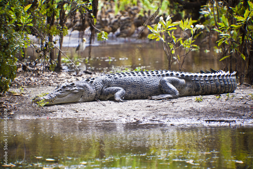 Naklejka premium Large Salt Water Crocodile