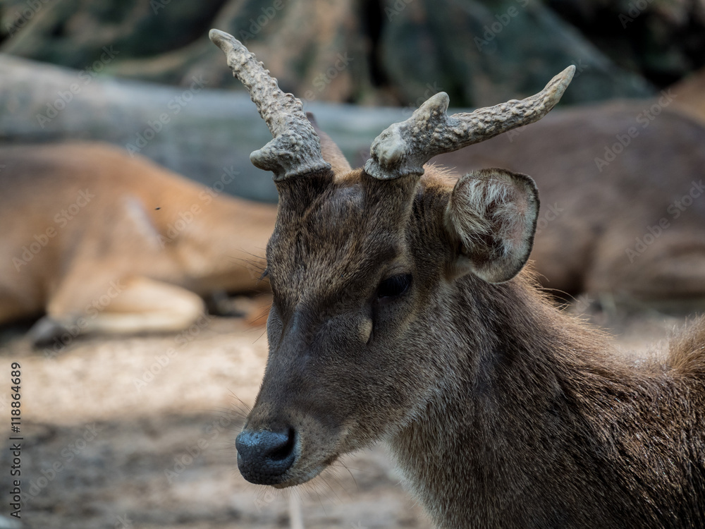 Obraz premium Closeup of a Young Whitetail Deer