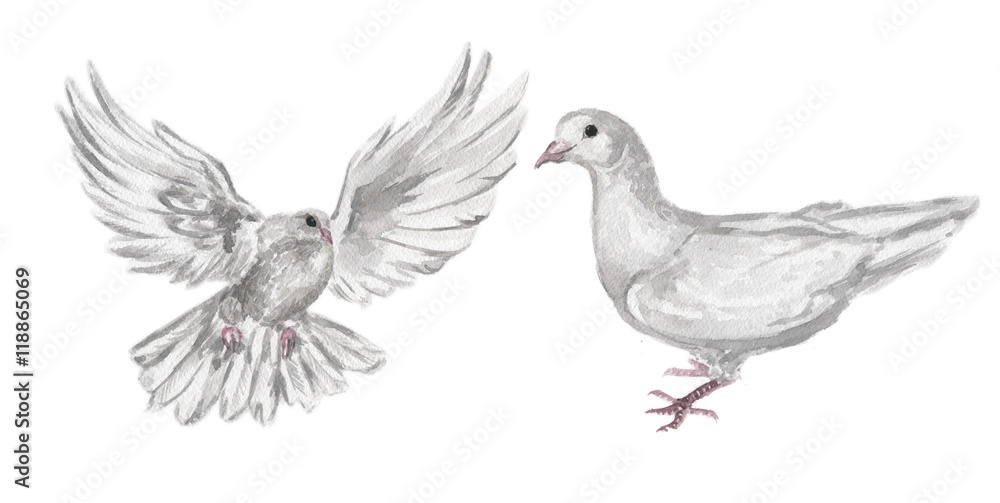 Watercolor dove set. White pigeon symbol of love , piece and freedom. Beautiful creaturesfor lovely art and decoration.