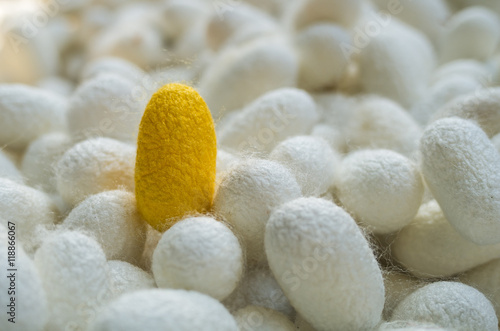 Golden cocoon among white cocoon (Golden silk nest)
