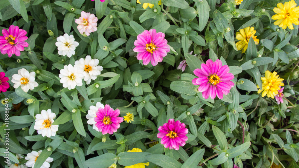 Zinnia Flowers Zinnia Flowers