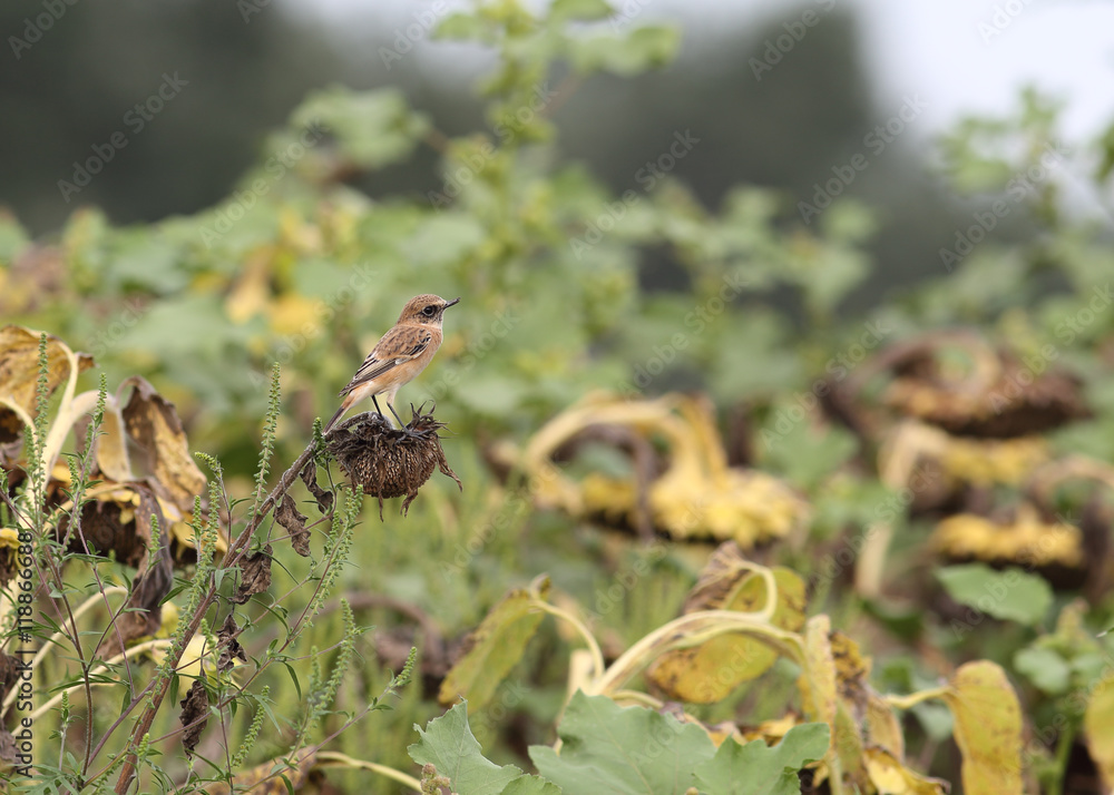 A little bird sitting on sunflower