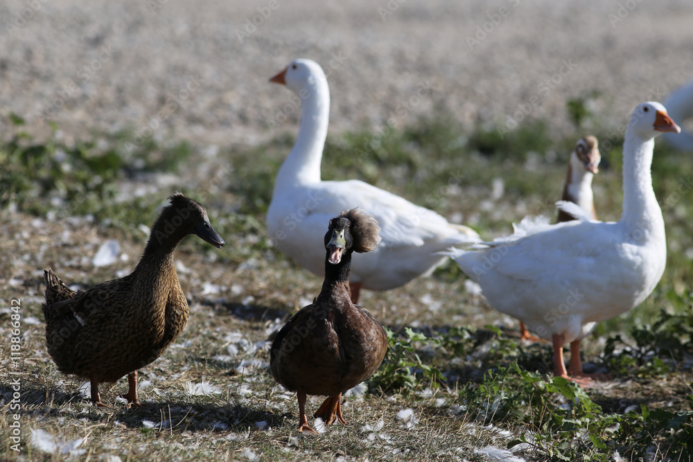 Duck - talkative Madame Duck - talkative Madame