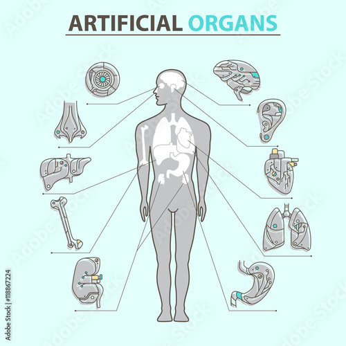 Artificial organs - Thin line 10