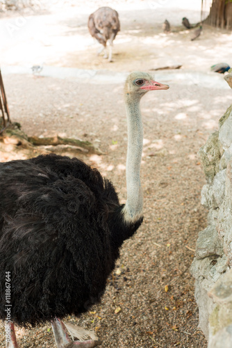 ostrich headshot