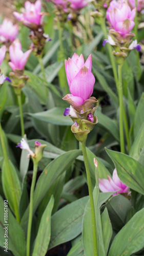 Pink Siam Tulip Blooming