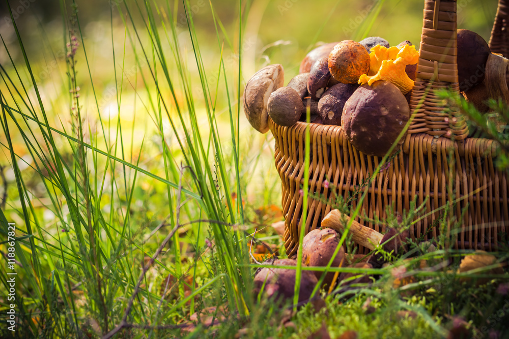 Fall basket full edible mushrooms forest - obrazy, fototapety, plakaty 