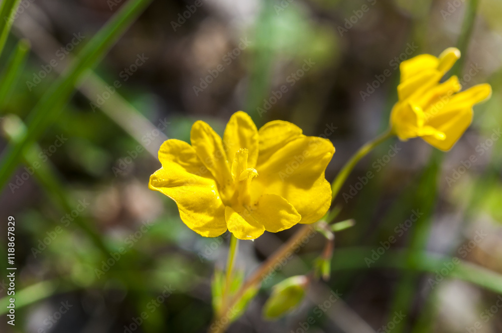 Flowers of Beardless-petalled Hypecoum, Hypecoum imberbe.  Photo taken in San Agustin del Guadalix, Madrid, Spain
