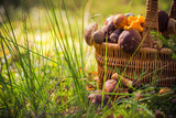 Fall basket full edible mushrooms forest