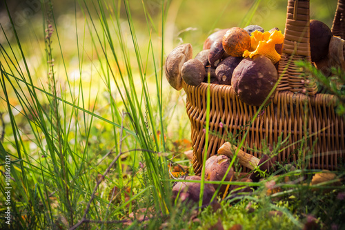 Fall basket full edible mushrooms forest