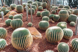 cactus in desert, cactus on rock, cactus Nature green background or wallpaper, domestic cactus closeup. cactus tree