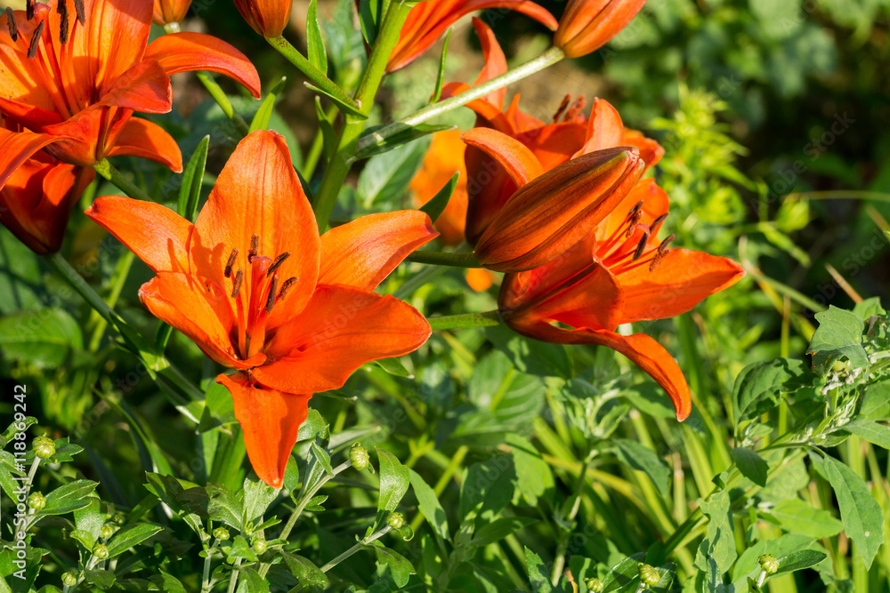 Orange Lily Flowers