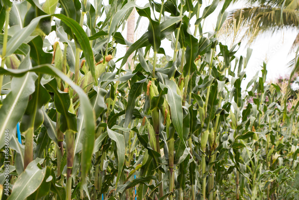 Corn field and corn on the cob. Corn field and corn on the cob.