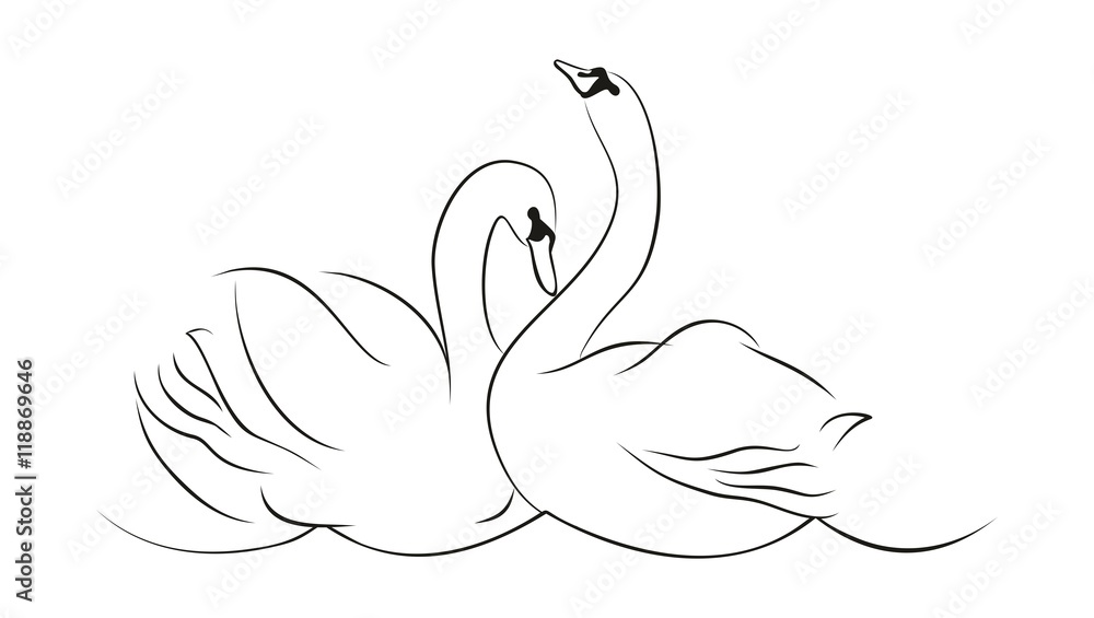 Naklejka premium Couple of white swans. 