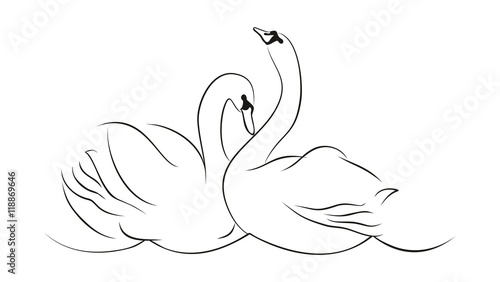 Couple of white swans.

