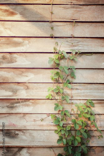 Old wood wall with dirty green weed,old abandoned house,color toned.