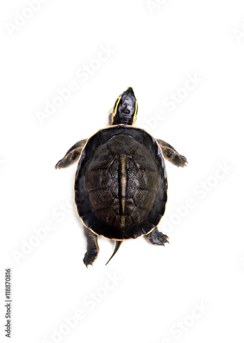 Small turtle on white.