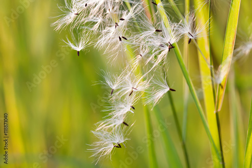 Fluffy dandelion flower seeds on green background  macro view. summer sunlight meadow scene. soft focus