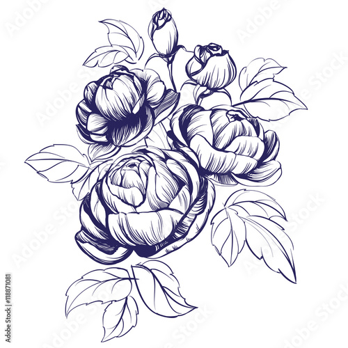 floral blooming rose branch vector illustration sketch