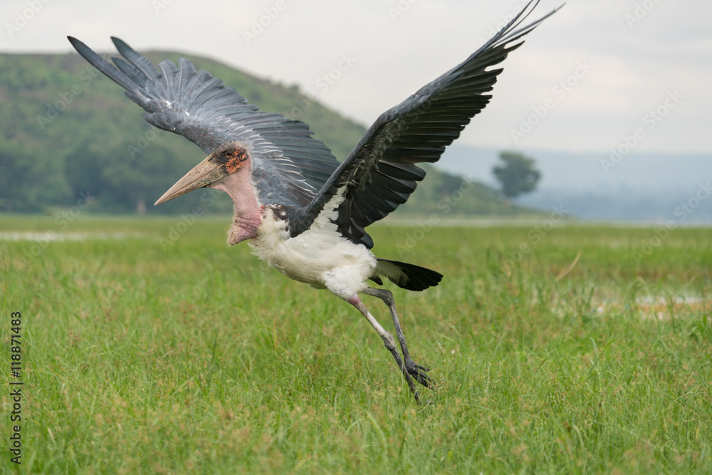 Fototapeta premium Marabou Stork taking off for flight