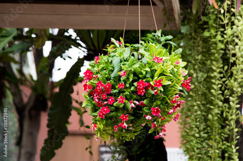 Fototapeta Naklejka Na Ścianę i Meble -  Flowers hanging pot 