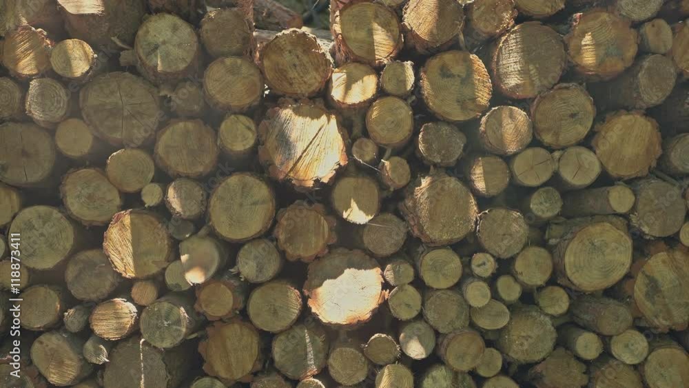 Pile of wood, Raw wood for apply firewood as a renewable energy source. Summer, sunny day. Pile of wood, Raw wood for apply firewood as a renewable energy source. Summer, sunny day.