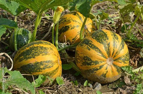 Ölkürbis, Kürbis, Kernöl