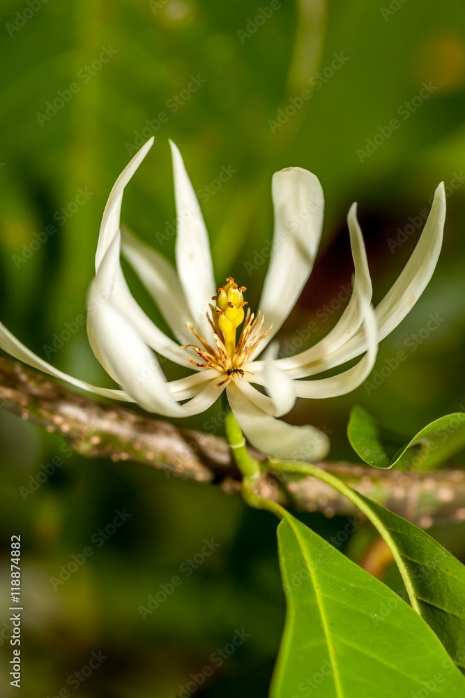 Fototapeta premium Fleur de Thailande