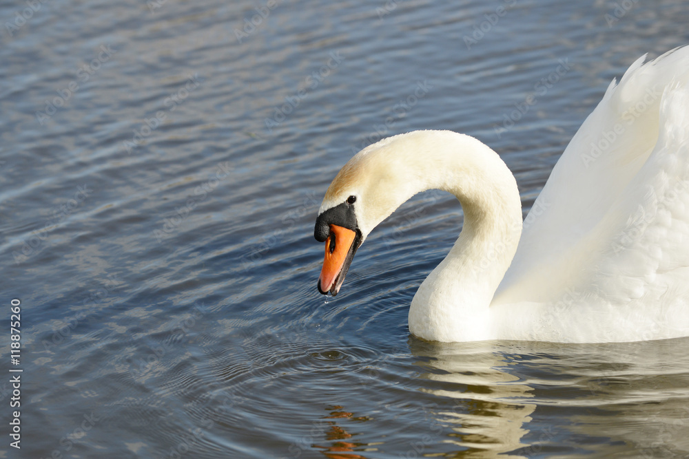 swan swimming in the lake swan swimming in the lake