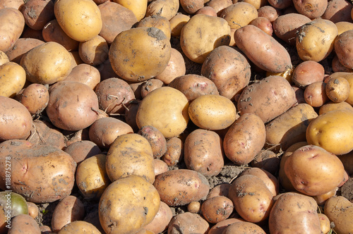 Heap of raw potato