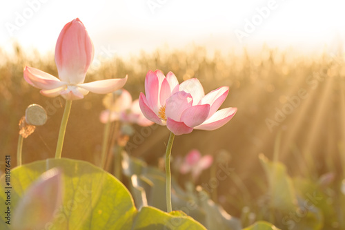 Towards the sun. Flowers of lotus (Nelumbo nucifera) blossom in Volga delta early morning. Astrakhan region, Caspian sea, Russia