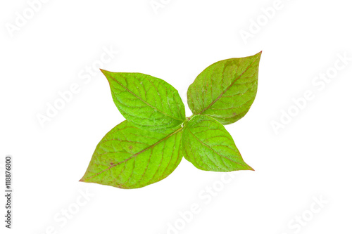 Water drop on fresh green leaf isolated on white background.