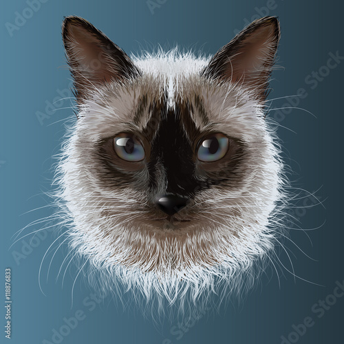 Siamese cat, muzzle on a blue background,drawing