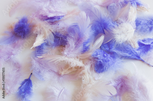 colorful feathers in fashion trend