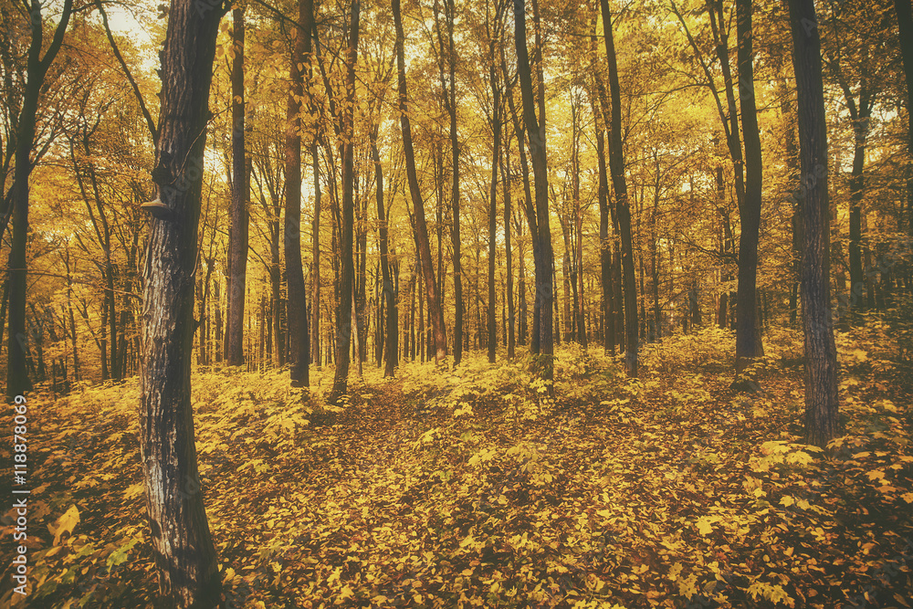 Forest Forest