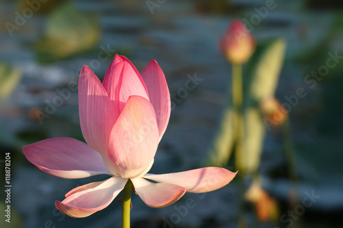 Принти на полотні Caspian lotus (Nelumbo nucifera) blossom in Volga delta
