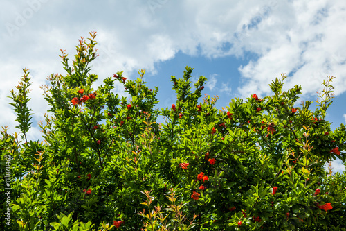 pomegranate tree with flowers © markara