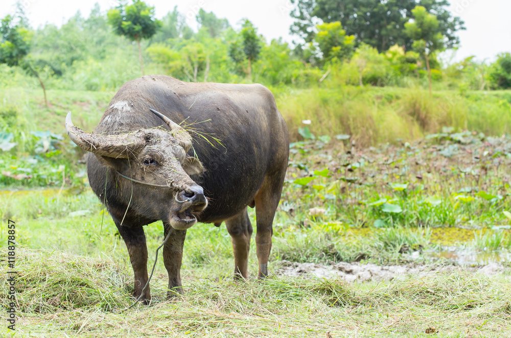 Buffalo eating grass in a field with afternoon light. Buffalo eating grass in a field with afternoon light.