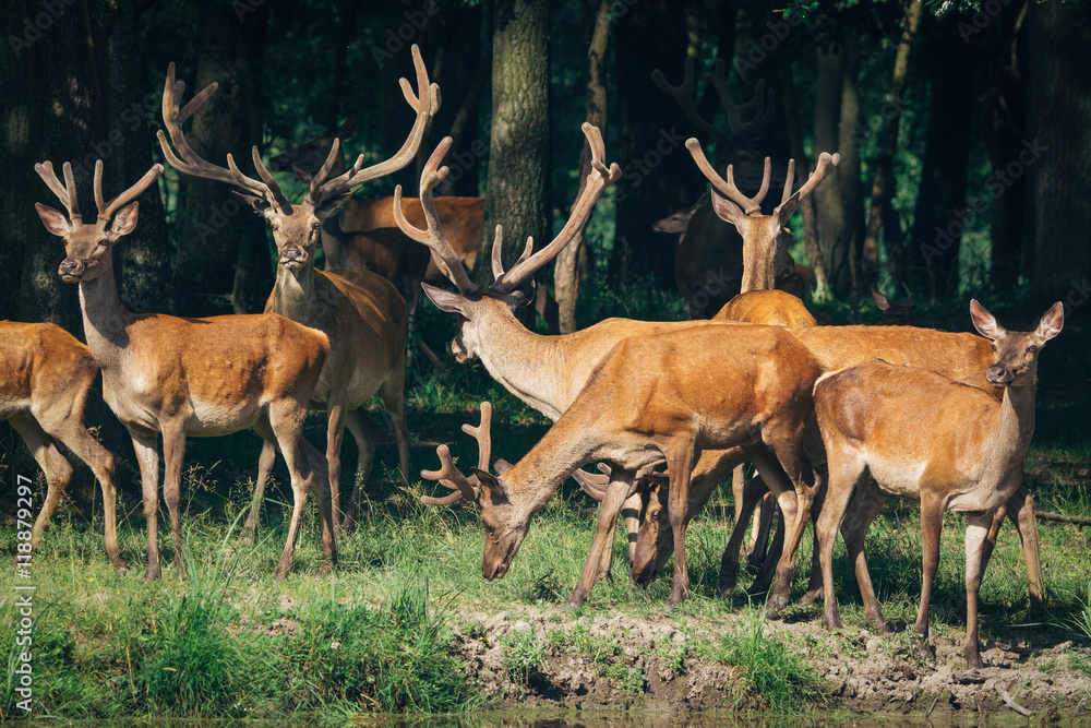 a herd of red deer in a green forest a herd of red deer in a green forest