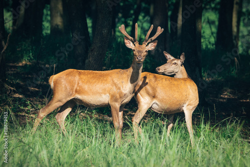 Fototapeta Naklejka Na Ścianę i Meble -  a herd of red deer in a green forest